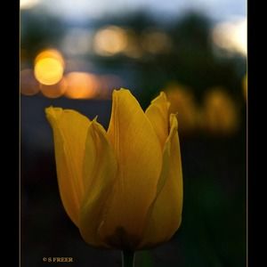 Meet your Posher, Shannon